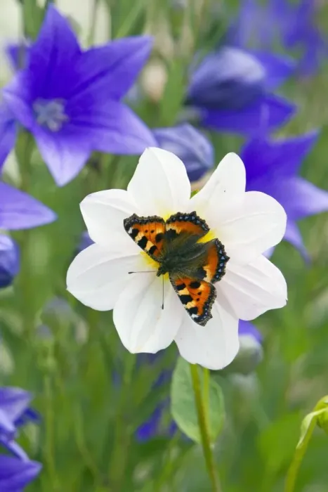 Framed Print : Small Tortoiseshell Butterfly - feeding on flower in garden - Lower Saxony - Germany Framed Print : Small Tortoiseshell Butterfly - feeding on flower in garden - Lower Saxony - Germany