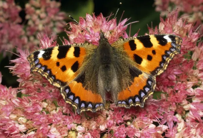 Framed Print : Small Tortoiseshell Butterfly - on ice plant - UK Framed Print : Small Tortoiseshell Butterfly - on ice plant - UK
