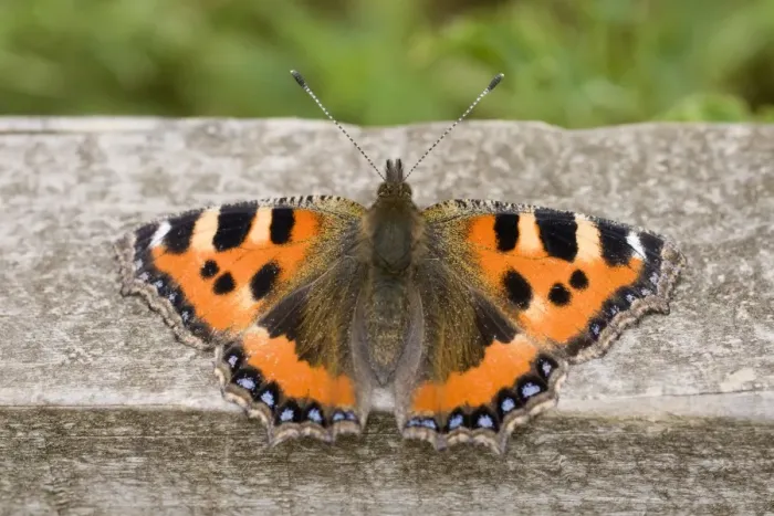 Framed Print : Small Tortoiseshell Butterfly - at rest on fence - UK Framed Print : Small Tortoiseshell Butterfly - at rest on fence - UK