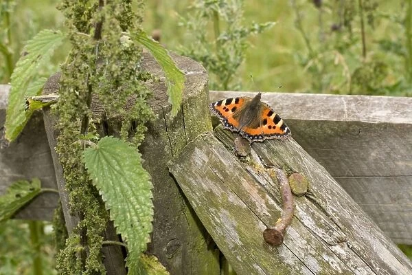 Small Tortoiseshell Butterfly - at rest on fence - UK