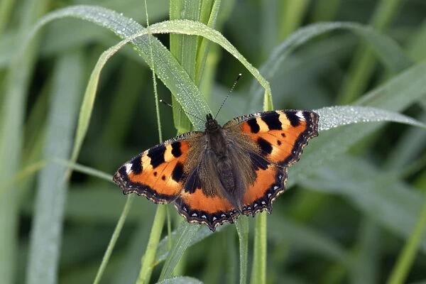 Small Tortoiseshell butterfly - resting on dew covered grass, Lower Saxony, Germany