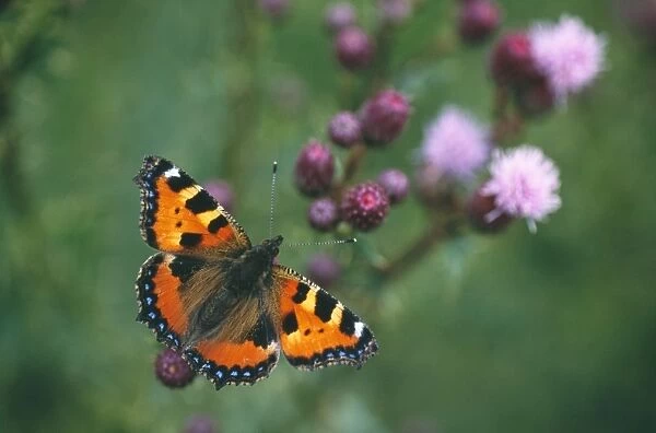 Small Tortoiseshell Butterfly - resting on thistle