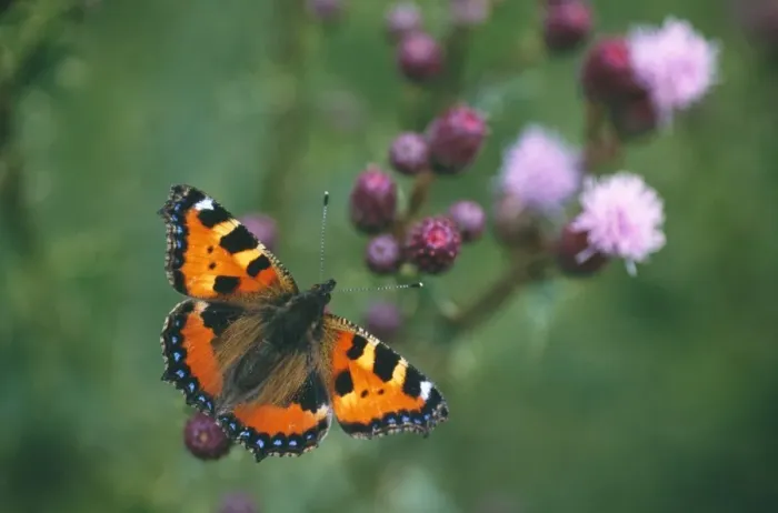 Framed Print : Small Tortoiseshell Butterfly - resting on thistle Framed Print : Small Tortoiseshell Butterfly - resting on thistle