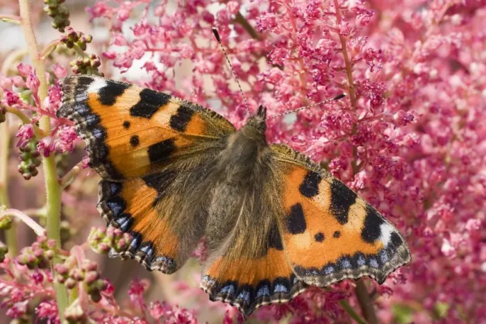Framed Print : Small Tortoiseshell Butterfly. UK Framed Print : Small Tortoiseshell Butterfly. UK