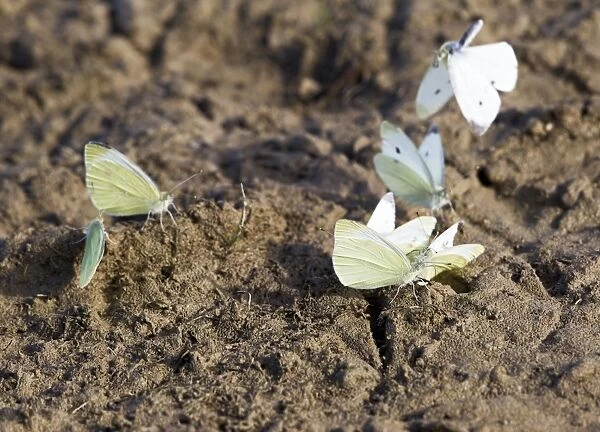 Small White Butterfly - group taking minerals from mud - Bedfordshire UK 12184