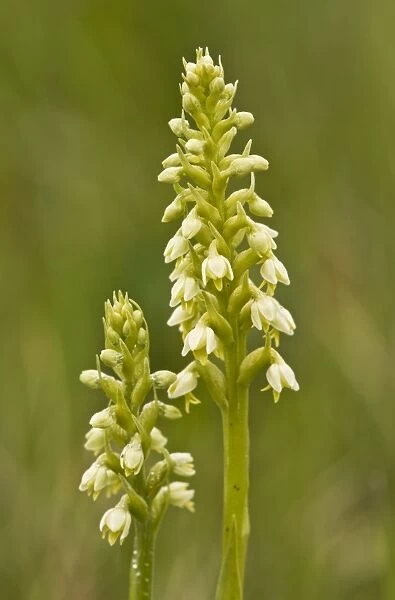 Small White Orchid - in grassland