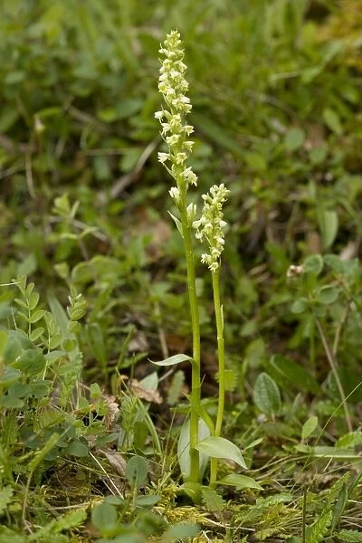 Small white orchid (Pseudorchis albida = Leucorchis albida). Scotland