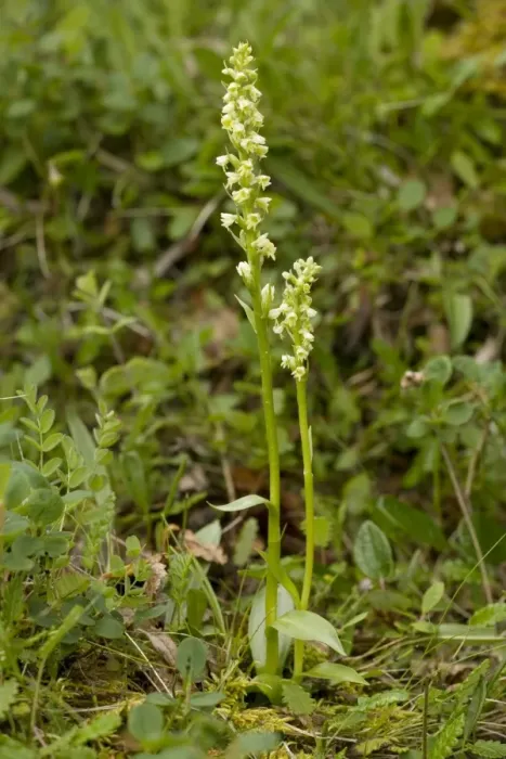 Framed Print : Small white orchid (Pseudorchis albida = Leucorchis albida). Scotland Framed Print : Small white orchid (Pseudorchis albida = Leucorchis albida). Scotland