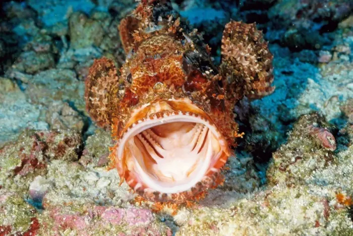 Framed Print : Smallscale scorpionfish (Scorpaenopsis oxycephala). Similan Islands, Andaman Sea, Thailand