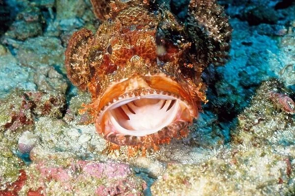 Smallscale scorpionfish (Scorpaenopsis oxycephala). Similan Islands, Andaman Sea, Thailand