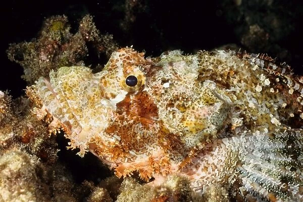 Smallscale scorpionfish (Scorpaenopsis oxycephala). Andaman Sea, Myanmar