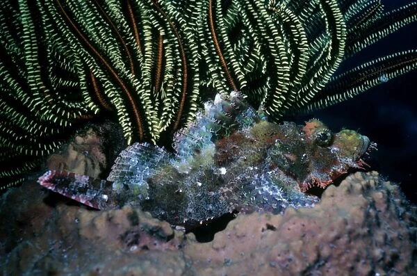 Smallscale Scorpionfish -toxic spined fish rests in a barrel sponge waiting for its prey. Indonesia
