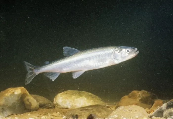 Framed Print : Smelt Also known as Sparling Framed Print : Smelt Also known as Sparling