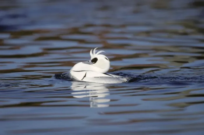 Framed Print : Smew - drake displaying Norfolk, UK BI005057 Framed Print : Smew - drake displaying Norfolk, UK BI005057