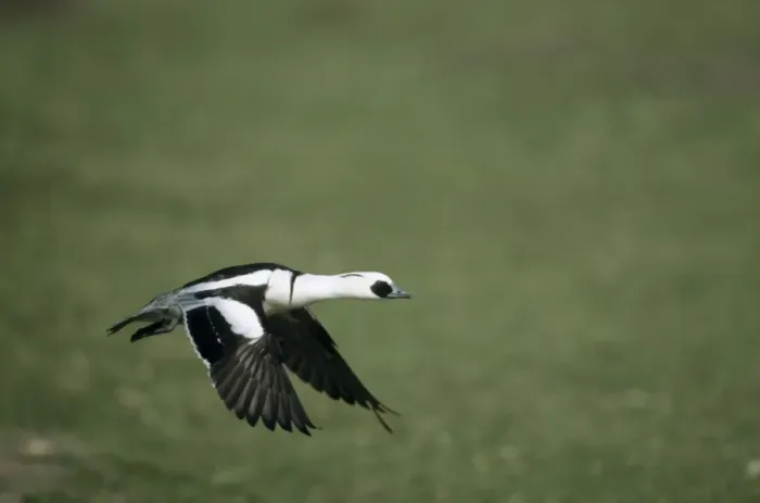 Framed Print : Smew - in flight Norfolk, UK BI004769 Framed Print : Smew - in flight Norfolk, UK BI004769