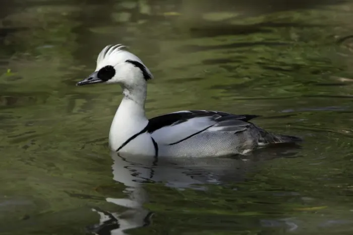 Framed Print : Smew-male swimming on lake, Washington WWT, Tyne and Wear Framed Print : Smew-male swimming on lake, Washington WWT, Tyne and Wear
