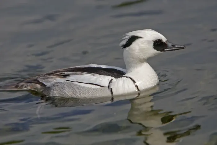 Framed Print : Smew. Pensthorpe - Norfolk - UK Framed Print : Smew. Pensthorpe - Norfolk - UK