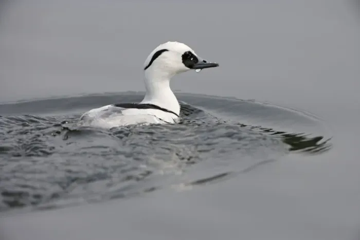 Framed Print : Smew - surfacing from water - Norfolk - UK 007240 Framed Print : Smew - surfacing from water - Norfolk - UK 007240