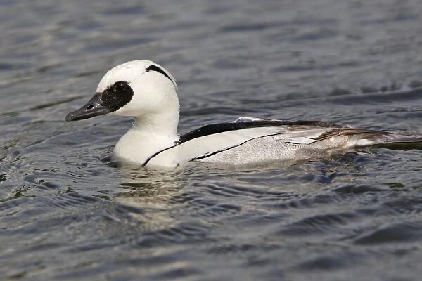 Smew - in water