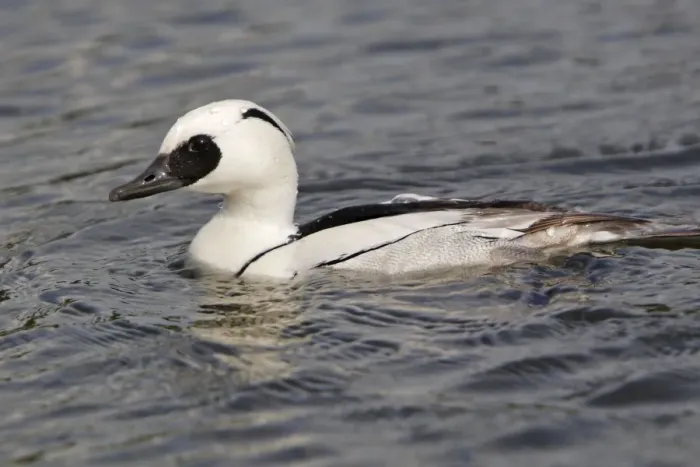 Framed Print : Smew - in water Framed Print : Smew - in water