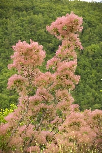 Smoke bush Cotinus coggygria in flower, north Greece