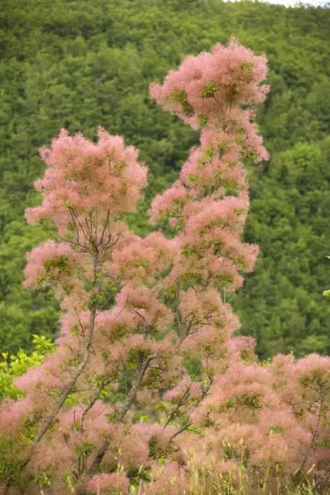 Framed Print : Smoke bush Cotinus coggygria in flower, north Greece Framed Print : Smoke bush Cotinus coggygria in flower, north Greece