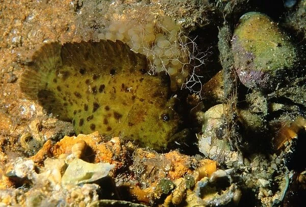 Smooth Anglefish, Phyllophryne scortea, unusual colour morph female with eggs, Stansbury, South Australia, Australia, Southern Ocean