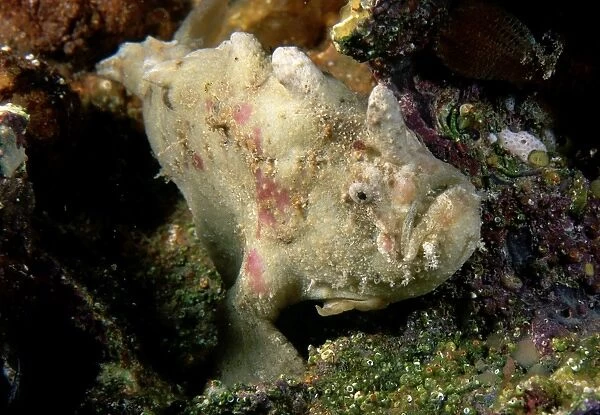 Smooth anglerfish. Edithburgh, Yorke Peninsula, South Australia TED00137