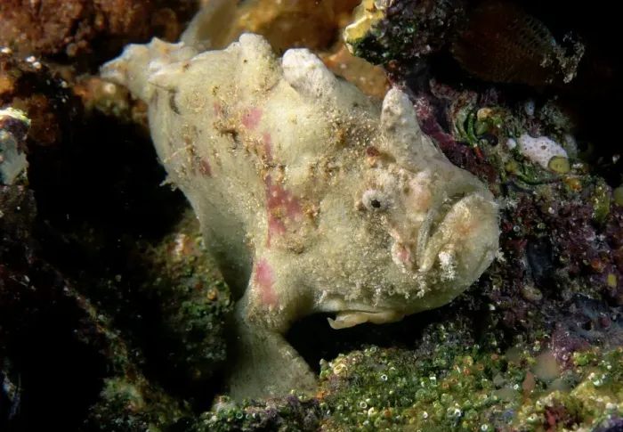 Framed Print : Smooth anglerfish. Edithburgh, Yorke Peninsula, South Australia TED00137 Framed Print : Smooth anglerfish. Edithburgh, Yorke Peninsula, South Australia TED00137