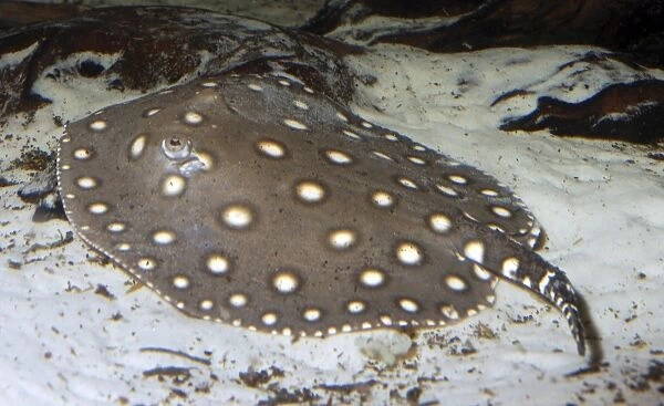 Smooth-back River Ray - freshwater - South America