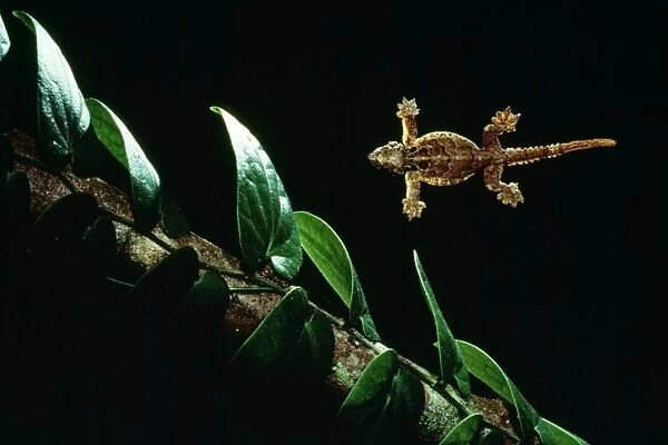 Smooth-backed  /  Gliding  /  Parachute  /  Flying Gecko Borneo