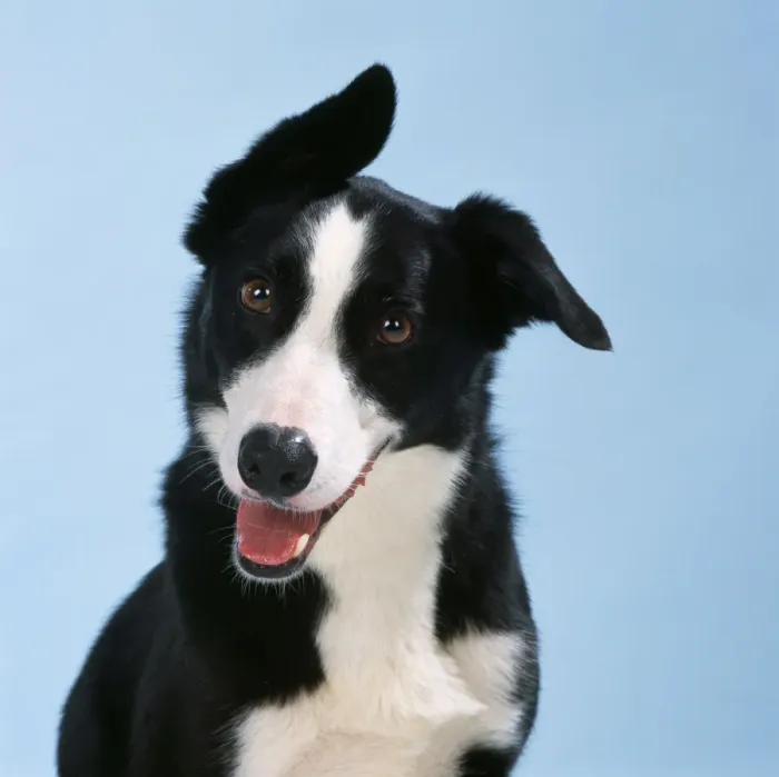 Framed Print : Smooth Collie Dog Framed Print : Smooth Collie Dog