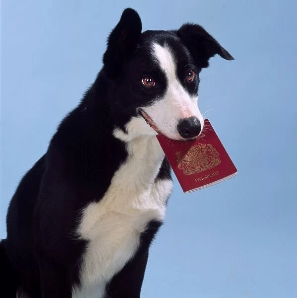 Smooth Collie Dog - holding passport