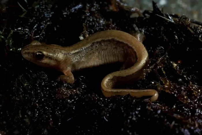 Framed Print : Smooth or Common newt. Grows to about 10 cm or 4 ins Framed Print : Smooth or Common newt. Grows to about 10 cm or 4 ins