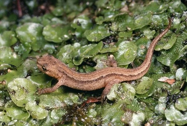 Smooth  /  Common Newt - young on liveworts UK
