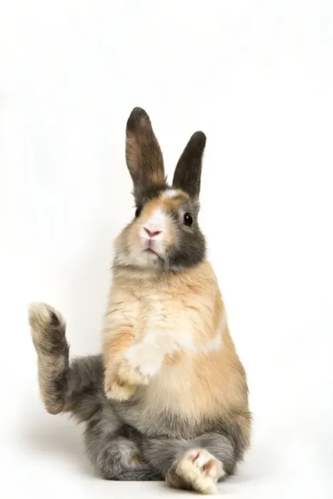Framed Print : Smooth-haired Dwarf Rabbit Framed Print : Smooth-haired Dwarf Rabbit