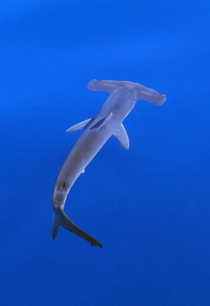 Smooth Hammerhead Shark - underwater