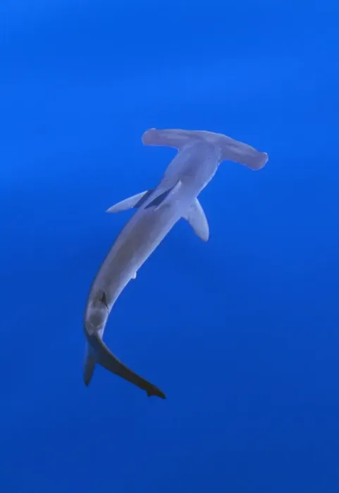 Framed Print : Smooth Hammerhead Shark - underwater Framed Print : Smooth Hammerhead Shark - underwater