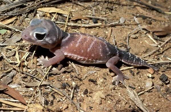 Smooth knob-tail Gecko