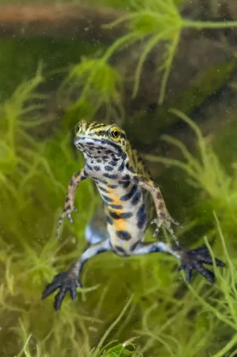 Framed Print : Smooth Newt - breeding male - Italy Framed Print : Smooth Newt - breeding male - Italy