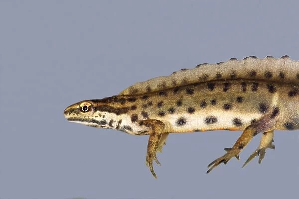 Smooth newt. France