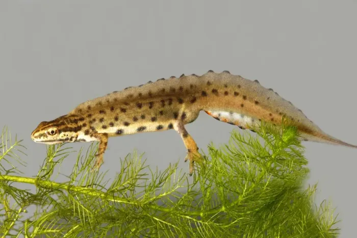 Framed Print : Smooth newt. France Framed Print : Smooth newt. France