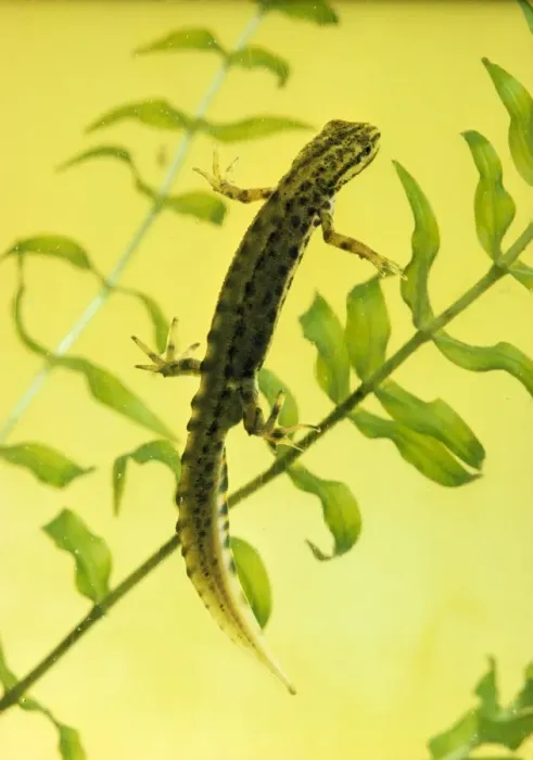 Framed Print : Smooth Newt - male Framed Print : Smooth Newt - male