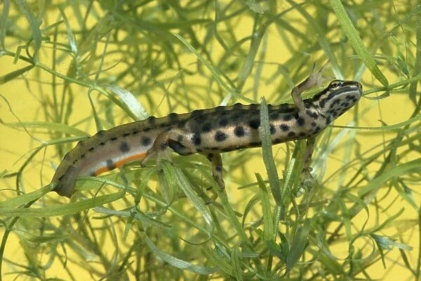 Smooth Newt - male