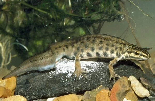 Smooth Newt - male