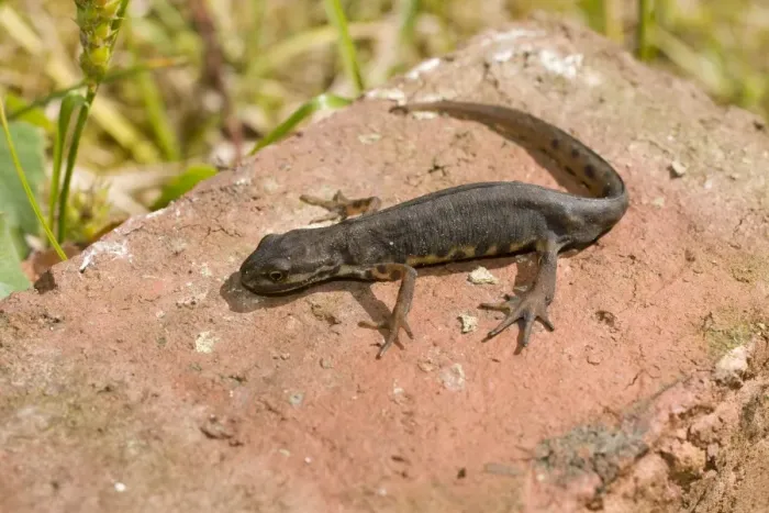Framed Print : Smooth Newt - male on old brick - UK Framed Print : Smooth Newt - male on old brick - UK