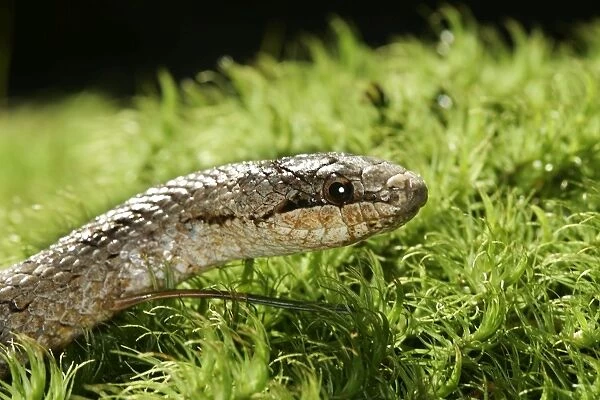 Smooth Snake. Alsace France