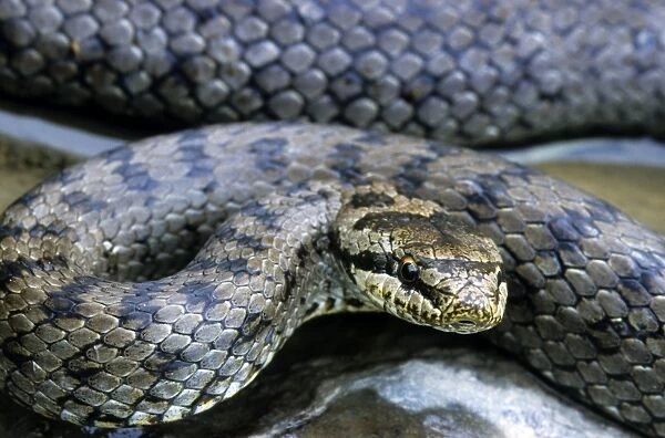 Smooth Snake - Belgium