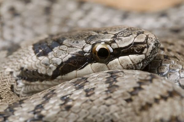 Smooth Snake - head close up - Italy