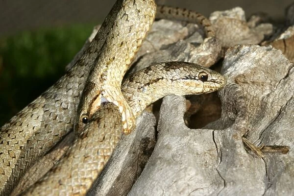 Smooth Snake - two mating